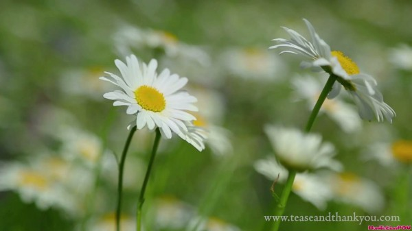 Humiliation Pov - Mandy Marx - Warning You Will Be Trapped Gooning There Is No Escape